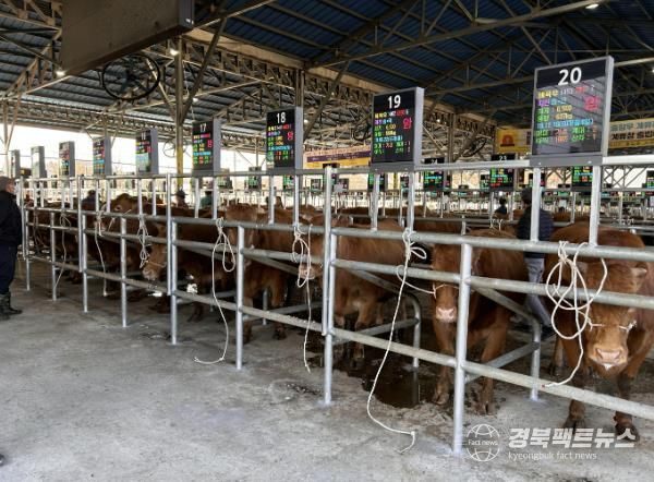 예천군, ‘2단계 스마트 가축시장 플랫폼’ 구축 완료