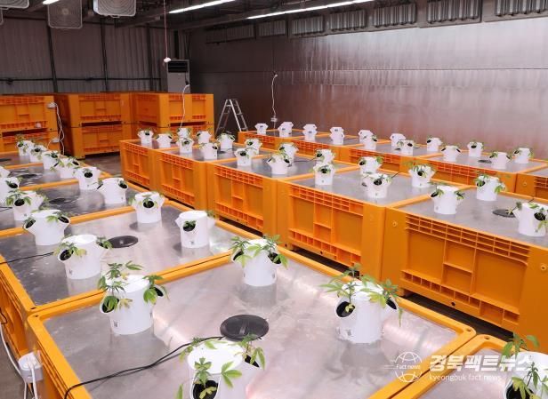 안동시 경북산업용헴프 규제자유특구, 임시허가로 3년 더!