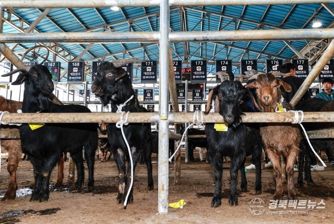 가축시장에 염소 경매시장 개장