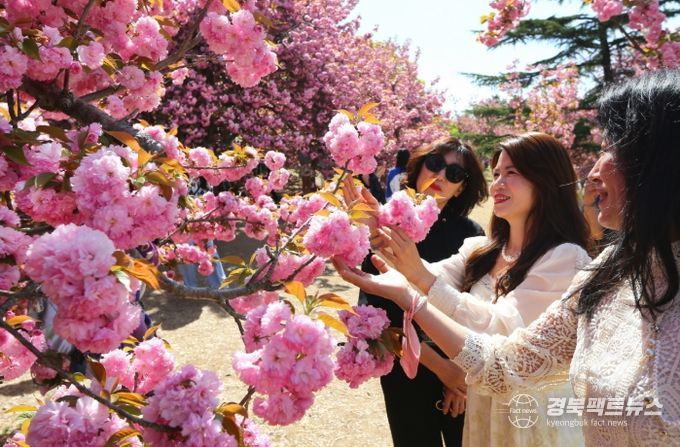 경주 불국사 공원 겹벚꽃 만개