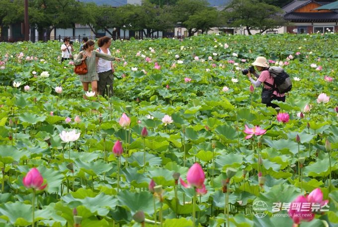 연꽃이 만개한 경주 동궁과 월지 연꽃단지에서 관광객들이 여름 풍경을 즐기며 사진을 찍고 있다.