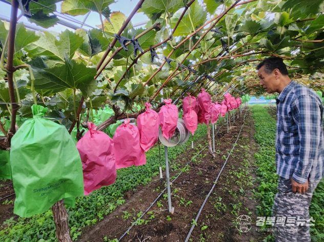 경주시가 개발한 기능성 핑크봉지를 활용해 샤인머스켓 포도에 착색을 유도하고 있는 모습.