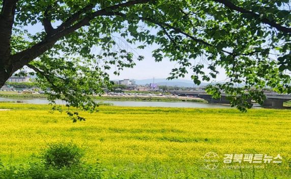 경주시는 형산강 유휴부지를 정비해 형산강변 갓꽃단지를 조성