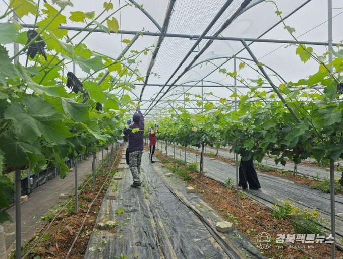 김천시 투자유치과, 바쁜 영농철 맞아 포도 농가에 일손