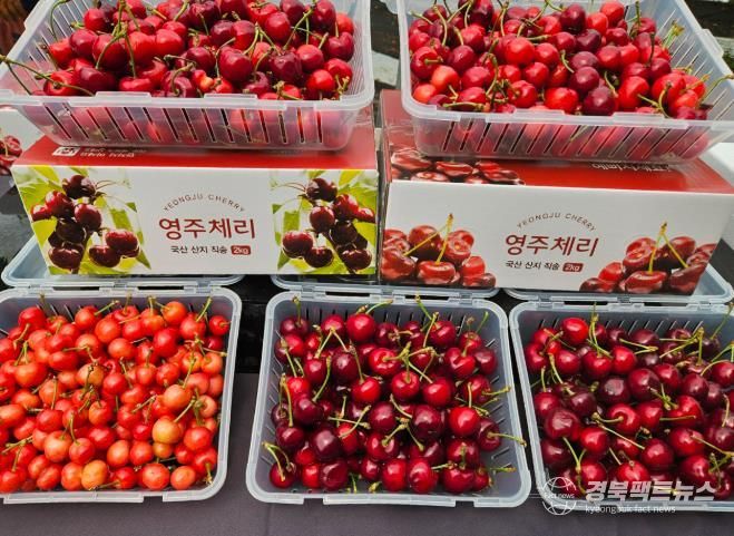 신선하고 새콤달콤한 영주 체리 홈쇼핑서 ‘인기’