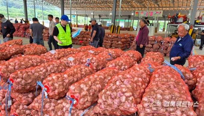 2일 신녕농협 마늘경매식집하장에서 풋마늘 첫 경매가 진행되고 있다.