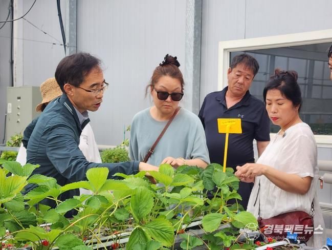 고령군 딸기 신품종 죽향 재배 확대 , 모색 죽향 개발자 이철규 연구관