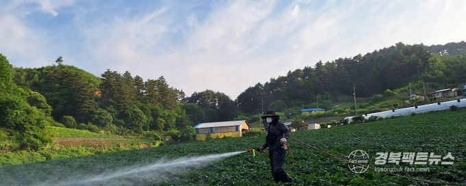 울진산 씨감자 채종포 약제 방제
