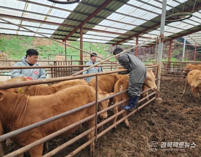 송아지 럼피스킨 백신 일제접종 실시