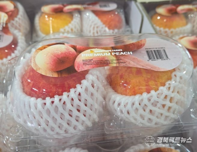 영주시 복숭아, 올해 첫 해외 수출길