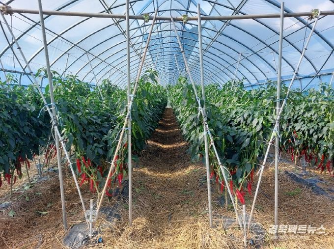 경북도, 다홍빛 물든 영양 고추특구,