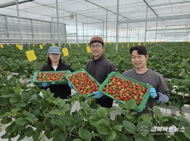 경북도 내 첫 수출 스타트, 상주 딸기 베리굿!