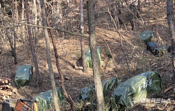 안동시, 소나무재선충병 훈증더미 4,500개 제거