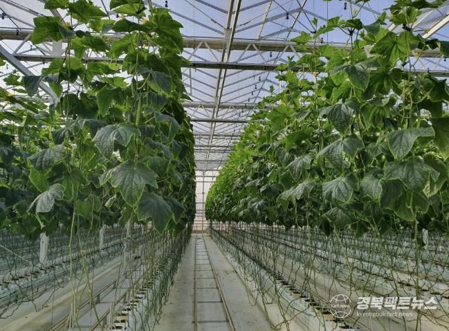 상주시 수경재배 분석 이용 농가수 58% 늘어