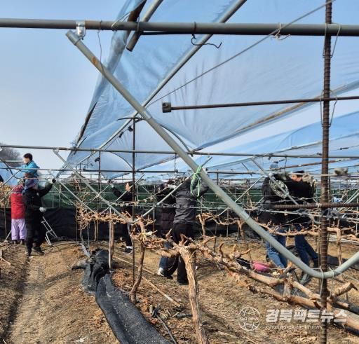 9일 영천시 공무원들이 습설 피해 포도 농가에서 비가림 시설 비닐 복구 작업을 하고 있다.