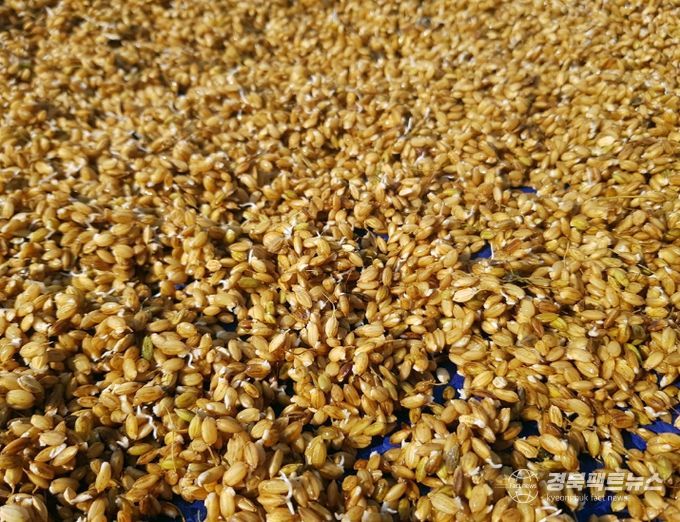 안동시, 벼 종자 발아율 사전 확인 당부