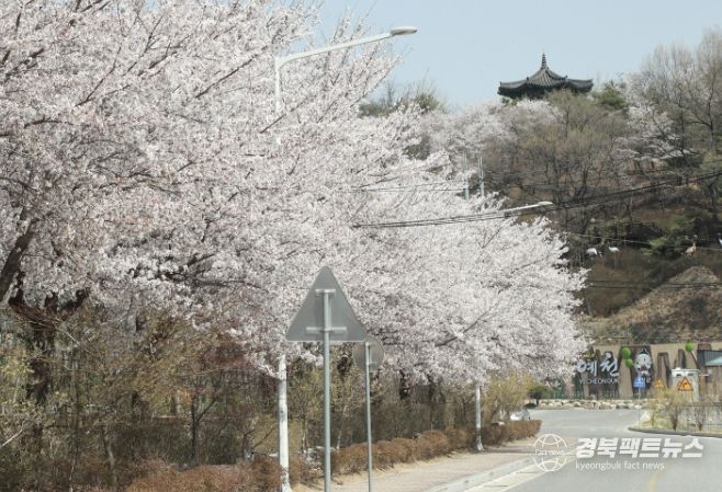 예천군 한천 제방길, 벚꽃 시즌 맞아 야간 경관조명 운영