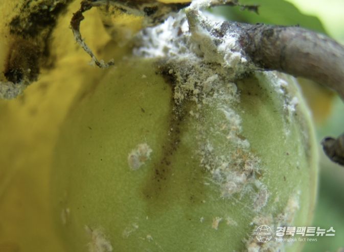 상주시농업기술센터, 4월 중순부터 배, 핵과류 '깍지벌레' 방제 시작