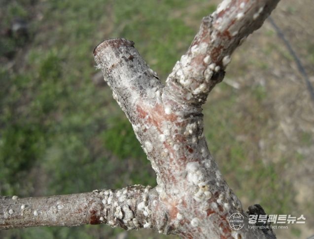 상주시, 4월 중순부터 배, 핵과류 '깍지벌레' 방제 시작